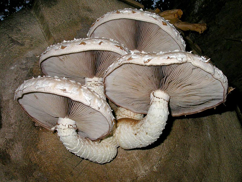 Pholiota populnea